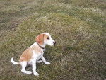 Milo - Beagle-Harrier Mâle (1 an)