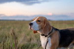 Photo Beagle-Harrier