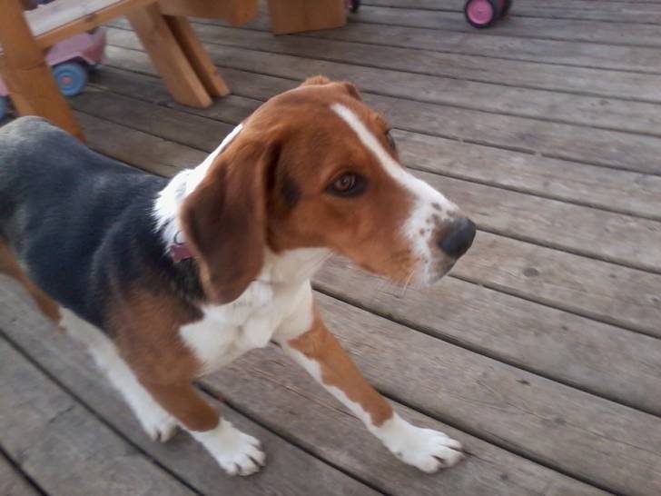 Maizy - Beagle-Harrier Femelle (1 an)