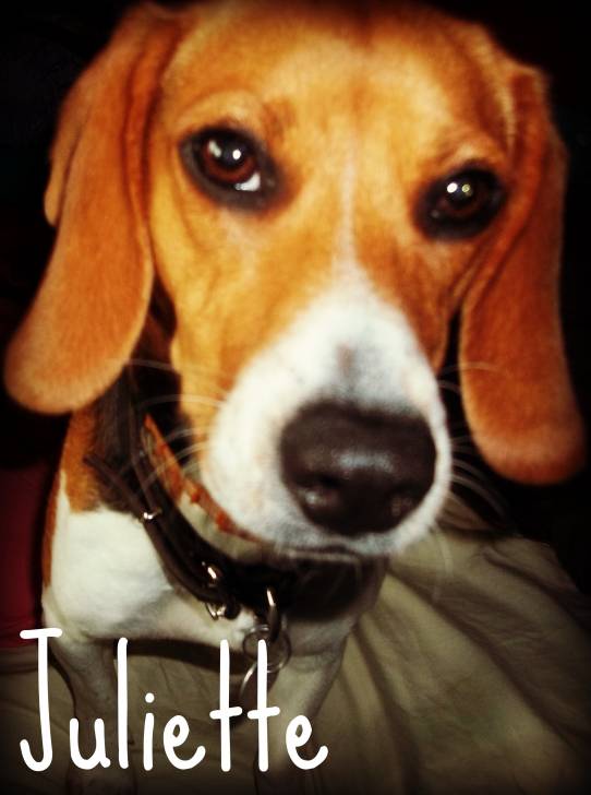 Juliette - Beagle-Harrier Femelle (2 ans)