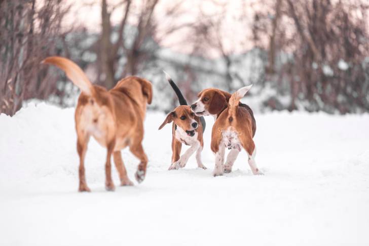Photo Beagle-Harrier