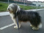 jas - Bearded Collie Mâle (8 ans)