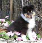 sisi - Bearded Collie (4 mois)