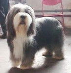 weski - Bearded Collie Mâle (14 ans)