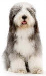 usher - Bearded Collie M&acirc;le (5 mois)