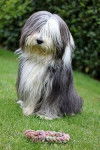 Bixie - Bearded Collie (7 ans)