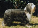 Bearded Collie - Bearded Collie