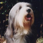 Bearded Collie - Bearded Collie