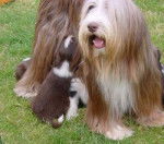 Bearded Collie - Bearded Collie
