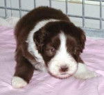 Bearded Collie - Bearded Collie