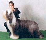 Bearded Collie - Bearded Collie