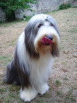 Bearded Collie - Bearded Collie