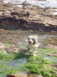 Nelson - Bearded Collie