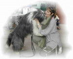 bearded collie Jeop - Bearded Collie
