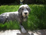 bearded collie - Bearded Collie