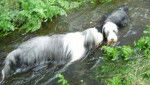 Bearded collie, Nelson et Vib - Bearded Collie