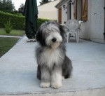 bearded collie Davia - Bearded Collie
