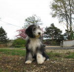 bearded collie Davia - Bearded Collie