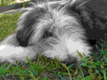 bearded collie Davia - Bearded Collie