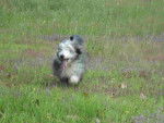 bearded collie Davia - Bearded Collie