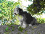 bearded collie Davia - Bearded Collie