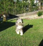 bearded collie Davia - Bearded Collie