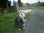 bearded collie Dalcie - Bearded Collie
