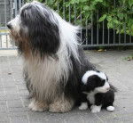 Kassam 5 semaines et son papa - Bearded Collie