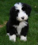 Kassam 2 mois - Bearded Collie (2 mois)