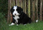 Kassam 2 mois - Bearded Collie (2 mois)