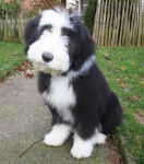 Kassam 4 mois - Bearded Collie (4 mois)