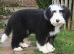 Kassam 4 mois - Bearded Collie (4 mois)