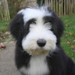 Kassam bearded collie 4 mois - Bearded Collie (4 mois)