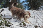 Helwing – Lily dans la neige copine de Kassam - Bearded Collie