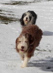 Helwing &ndash; Lily et Kassam dans la neige - Bearded Collie