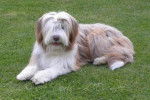 Helwing – Lily jolie Bearded Collie - Bearded Collie