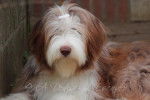 Beau portrait de Helwing – Lily - Bearded Collie