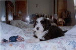 Coup de Coeur pour une race, Coup de Foudre pour un Chiot - Bearded Collie