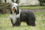 Photo Bearded Collie