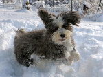 Un Bearded Collie joue dans la neige