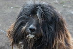 Photo Bearded Collie