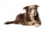 Photo Bearded Collie