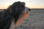 Photo Bearded Collie