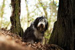 Photo Bearded Collie