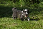 Photo Bearded Collie