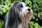 Photo Bearded Collie