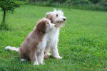 Photo Bearded Collie