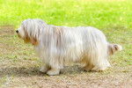 Photo Bearded Collie