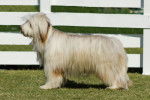 Photo Bearded Collie
