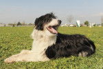 Un Bearded Collie allongé dans l'herbe